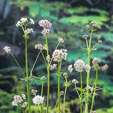 Attēlu rezultāti vaicājumam “Valeriana officinalis leaf”