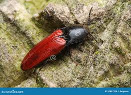 Attēlu rezultāti vaicājumam “Ampedus sanguineus”