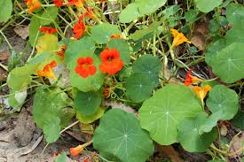 Attēlu rezultāti vaicājumam “Tropaeolum majus bud”