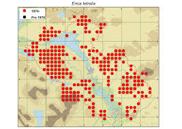 Attēlu rezultāti vaicājumam “Erica tetralix fruit”