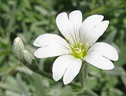 Image result for cerastium tomentosum
