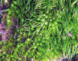 Attēlu rezultāti vaicājumam “Pleuridium subulatum”