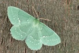 Attēlu rezultāti vaicājumam “Geometra papilionaria”