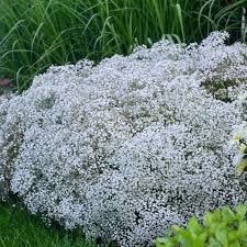 Image result for Gypsophila elegans