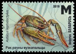 Attēlu rezultāti vaicājumam “Astacus leptodactylus”