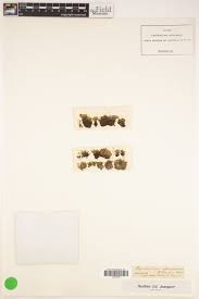 Attēlu rezultāti vaicājumam “Saelania glaucescens”