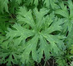 Attēlu rezultāti vaicājumam “Geranium sanguineum leaf”