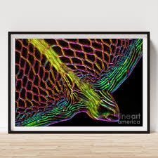 Attēlu rezultāti vaicājumam “Cinclidium stygium macro”