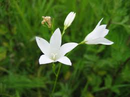 Attēlu rezultāti vaicājumam “Campanula patula”