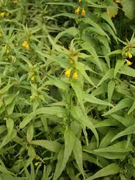 Attēlu rezultāti vaicājumam “Melampyrum sylvaticum”