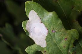 Attēlu rezultāti vaicājumam “Tischeria complanella larva”