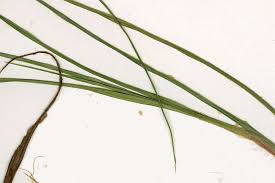 Attēlu rezultāti vaicājumam “Carex limosa fruit”