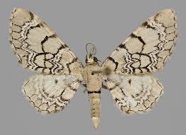 Attēlu rezultāti vaicājumam “Eupithecia venosata”