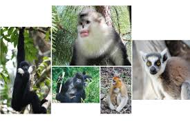 Attēlu rezultāti vaicājumam “Primates”