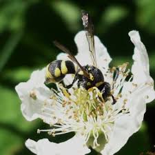 Attēlu rezultāti vaicājumam “Eumenidae”