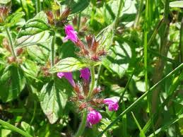 Attēlu rezultāti vaicājumam “Clinopodium vulgare fruit”