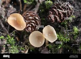 Attēlu rezultāti vaicājumam “Ciboria amentacea”