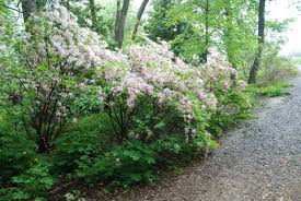 Attēlu rezultāti vaicājumam “Rhododendron periclymenoides”