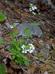 Attēlu rezultāti vaicājumam “Cardaminopsis arenosa”