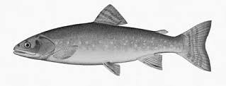 Image result for Salvelinus faroensis