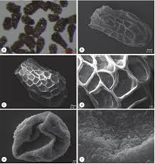 Attēlu rezultāti vaicājumam “Orobanche reticulata”