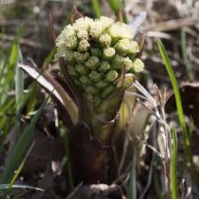 Attēlu rezultāti vaicājumam “Petasites spurius”