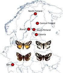 Attēlu rezultāti vaicājumam “Parasemia plantaginis”