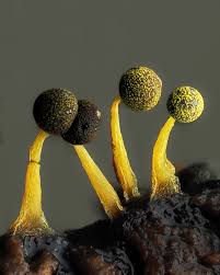 Attēlu rezultāti vaicājumam “Physarum bitectum macro”