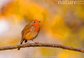 Attēlu rezultāti vaicājumam “Erithacus rubecula”