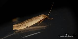 Attēlu rezultāti vaicājumam “Pelosia muscerda”