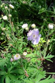 Image result for Geranium `Summer Skies`