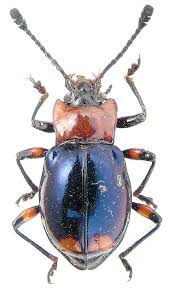 Attēlu rezultāti vaicājumam “Endomychidae”