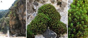 Attēlu rezultāti vaicājumam “Tortella inclinata”