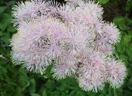 Attēlu rezultāti vaicājumam “Thalictrum aquilegifolium leaf”