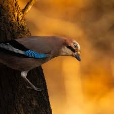 Attēlu rezultāti vaicājumam “Garrulus glandarius”