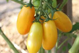 Afbeeldingsresultaat voor blushing yellow tomato