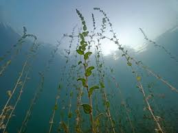 Attēlu rezultāti vaicājumam “Potamogeton perfoliatus leaf”