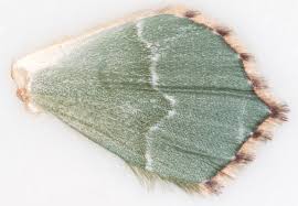 Attēlu rezultāti vaicājumam “Hemithea aestivaria”