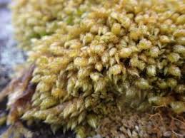 Attēlu rezultāti vaicājumam “Hypnum cupressiforme var. lacunosum”