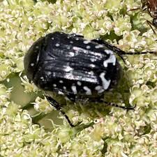 Attēlu rezultāti vaicājumam “Oxythyrea funesta imago”