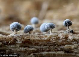 Attēlu rezultāti vaicājumam “Didymium proximum”