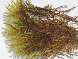 Attēlu rezultāti vaicājumam “Tomentypnum nitens”