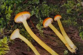 Attēlu rezultāti vaicājumam “Hygrocybe cantharellus”