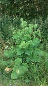 Attēlu rezultāti vaicājumam “Arctium”