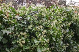 Attēlu rezultāti vaicājumam “Hedera helix  flower”