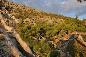 Attēlu rezultāti vaicājumam “Pinus sibirica”