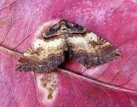 Attēlu rezultāti vaicājumam “Earophila badiata”