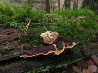 Attēlu rezultāti vaicājumam “Phellinus nigrolimitatus”