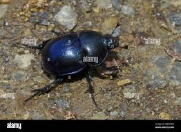 Attēlu rezultāti vaicājumam “Geotrupes stercorarius”