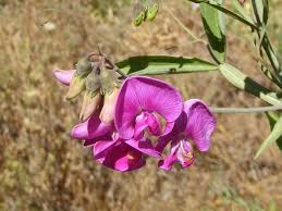 Attēlu rezultāti vaicājumam “Lathyrus latifolius bud”